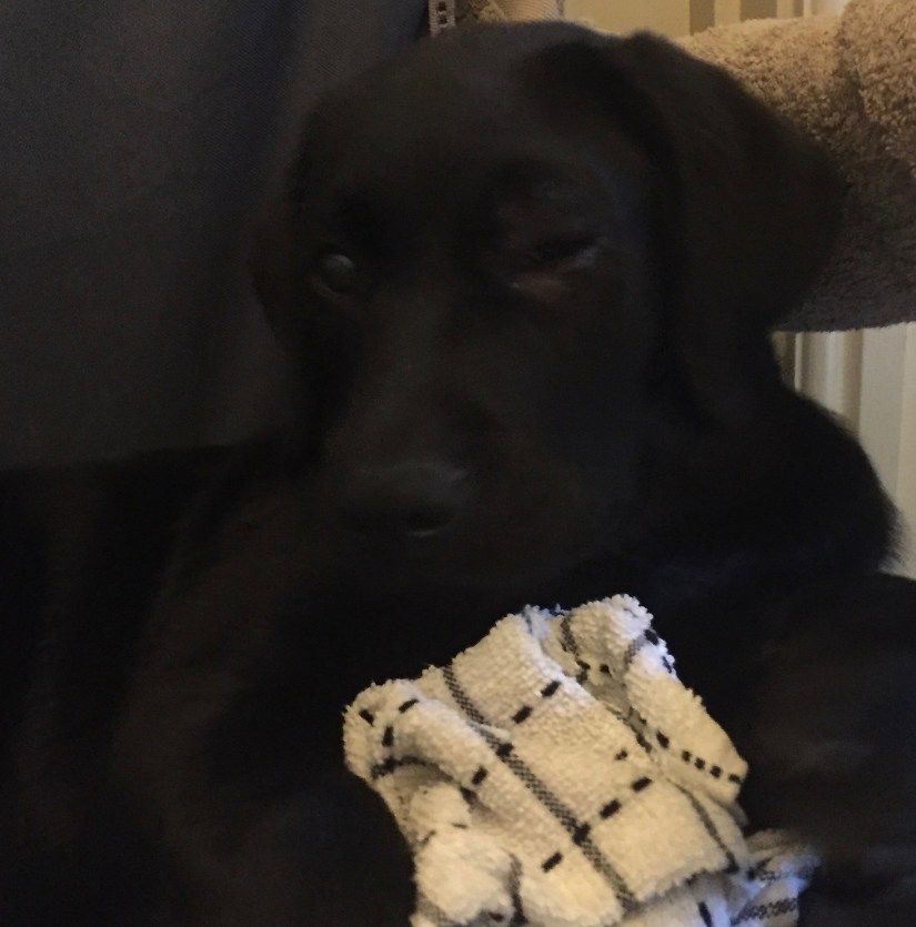 Eye infection Aug 2016