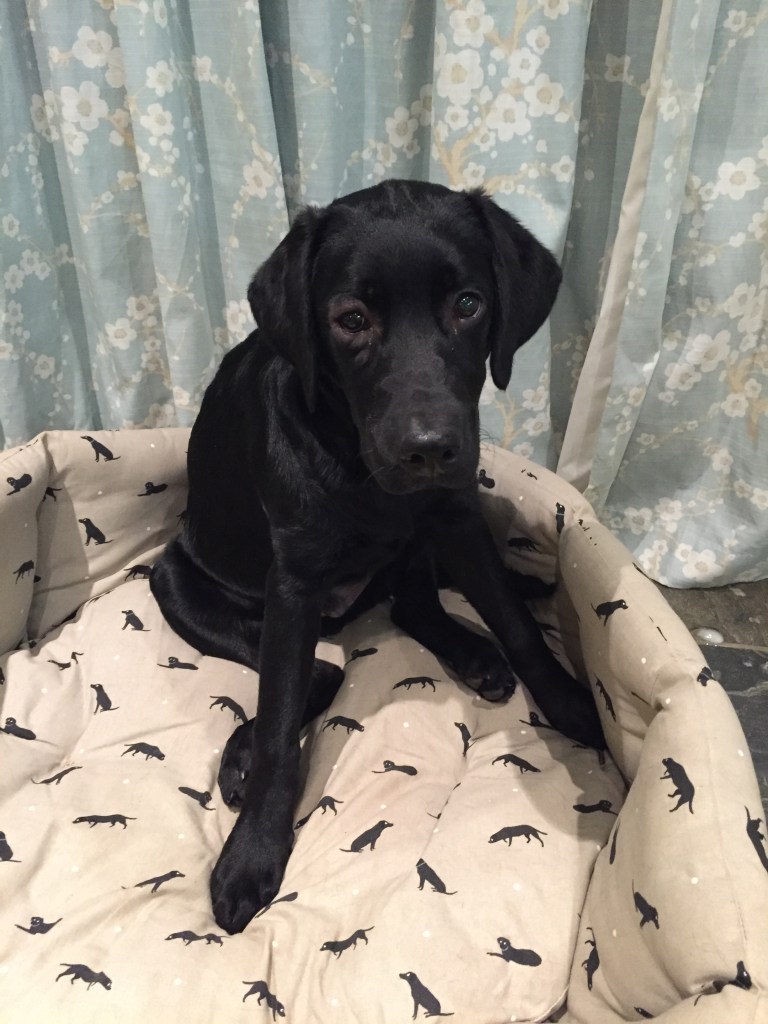 Eye infection Oct 2016