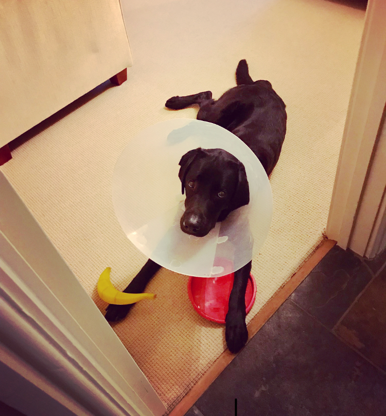 My cone of shame!